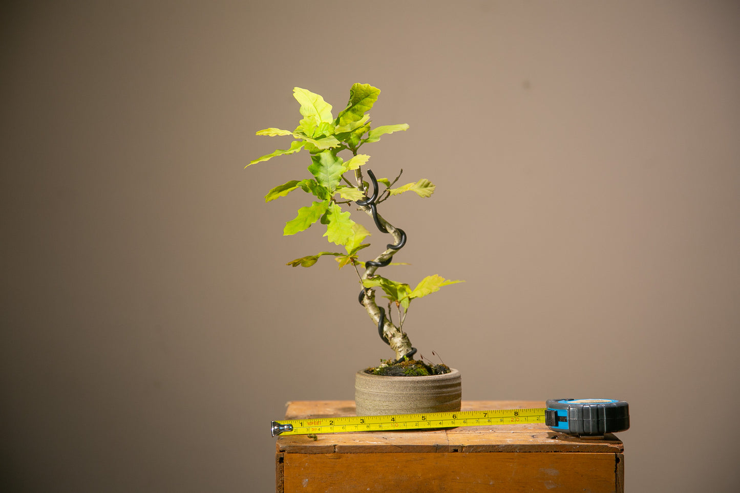 Small Oak in NZ made Ceramic (SO005)