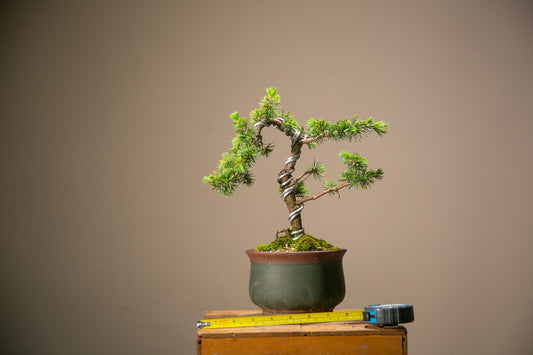Cedar Bonsai (CB006)