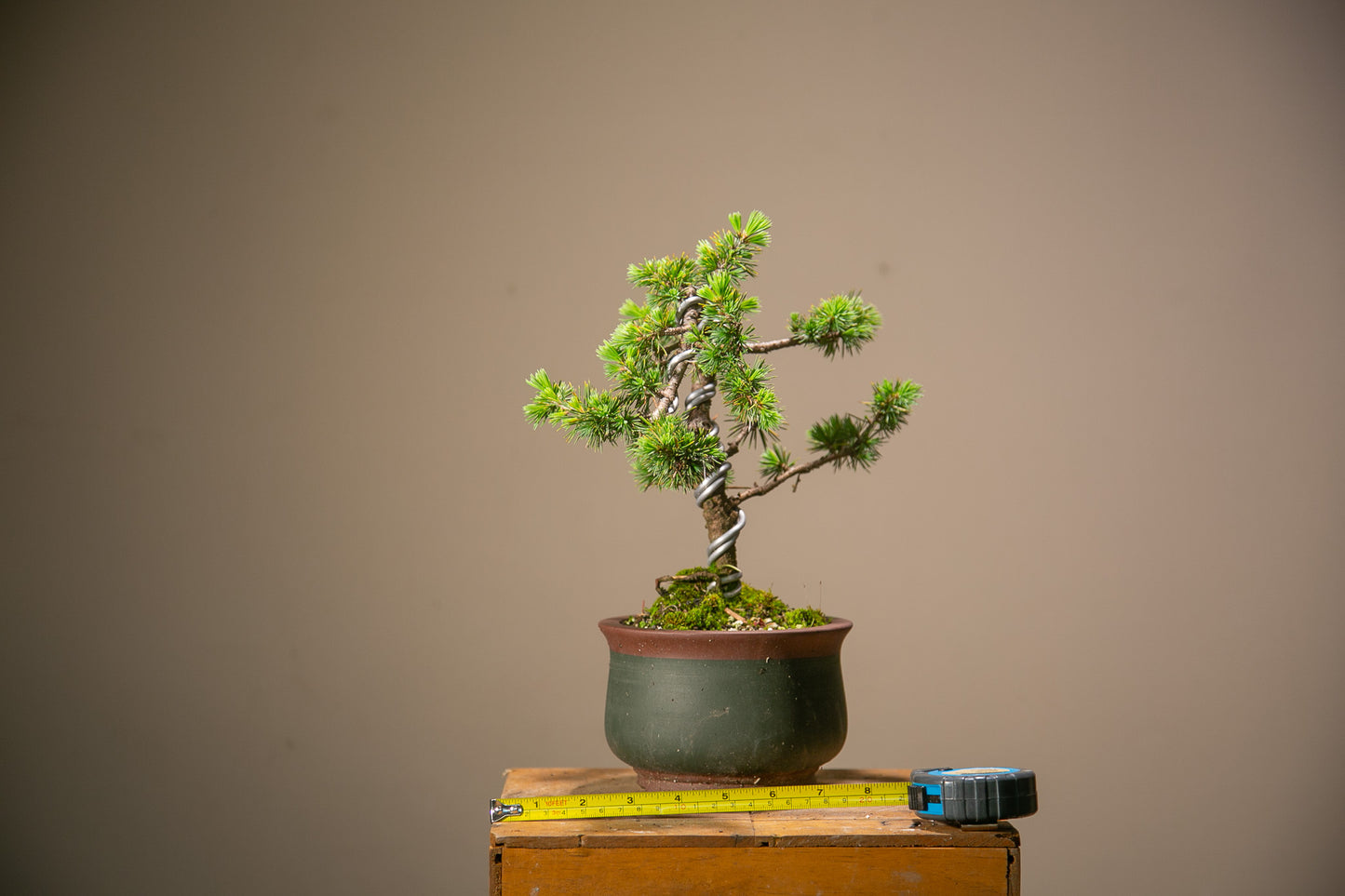 Cedar Bonsai (CB006)