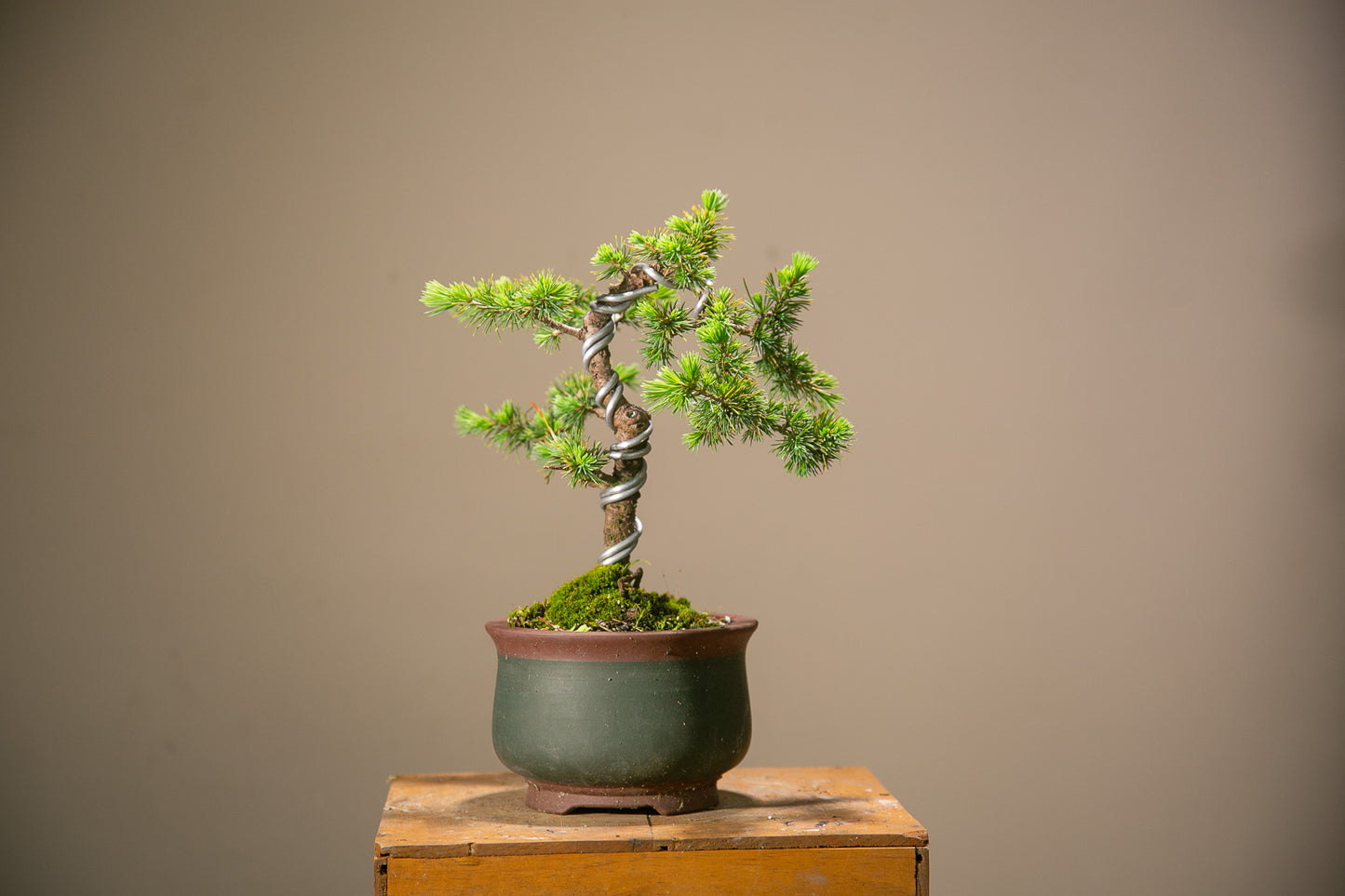 Cedar Bonsai (CB006)