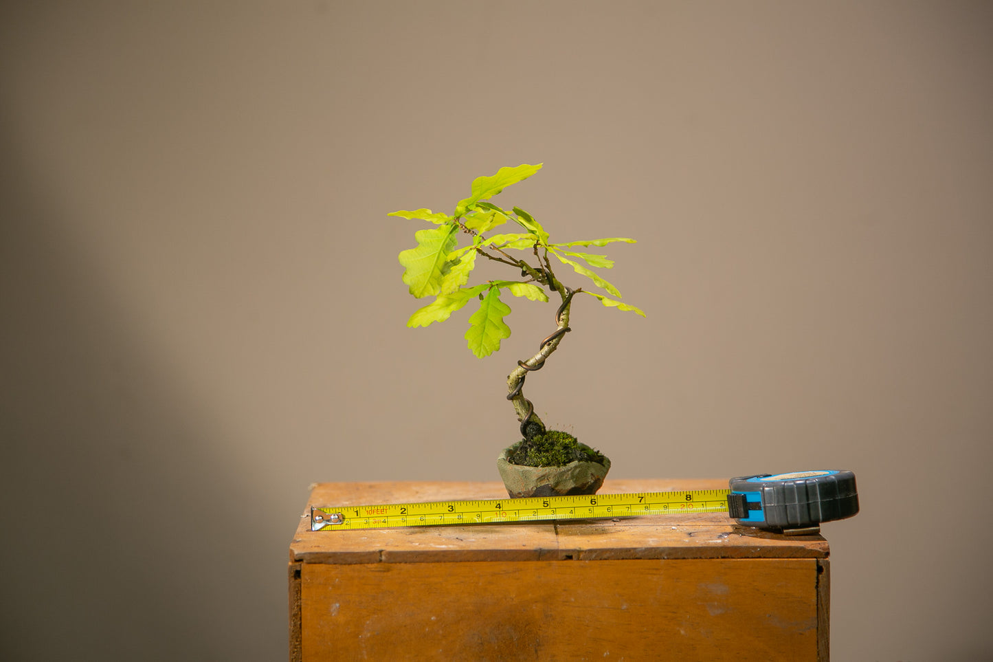 Small Oak Bonsai (SO002)