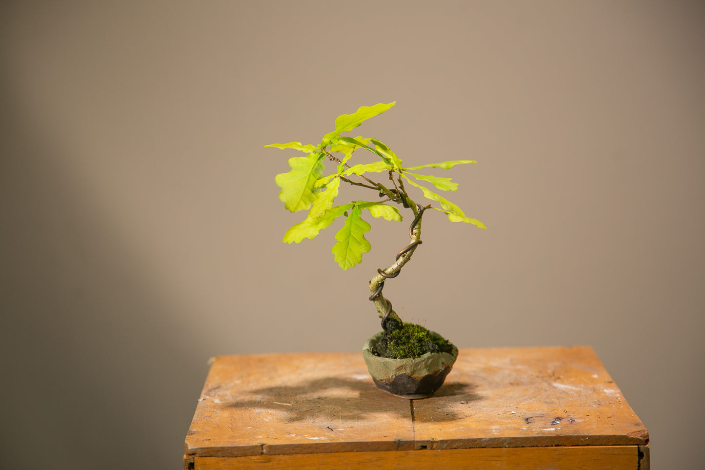Small Oak Bonsai (SO002)