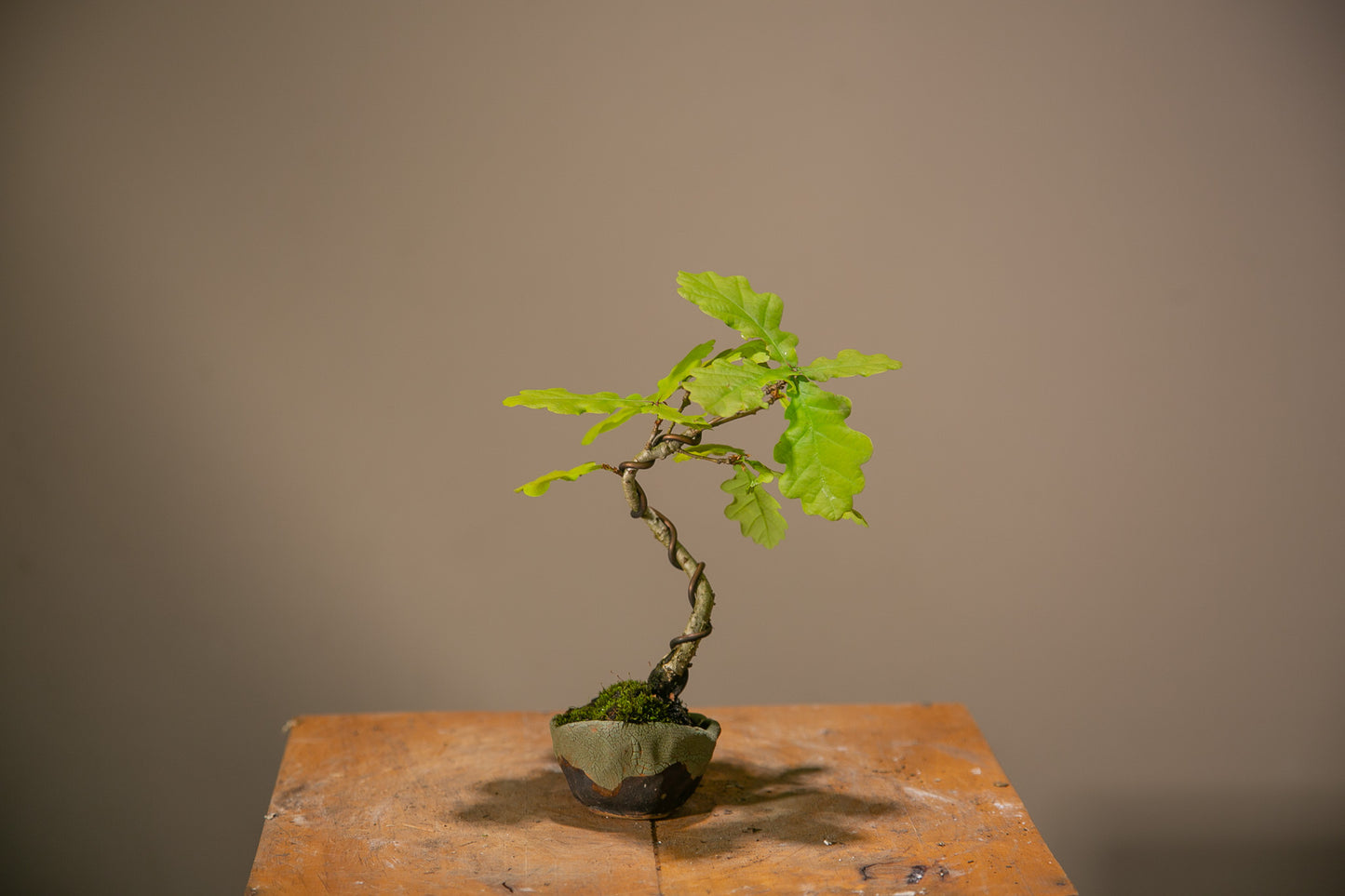 Small Oak Bonsai (SO002)