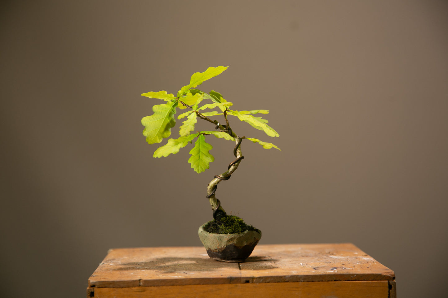 Small Oak Bonsai (SO002)