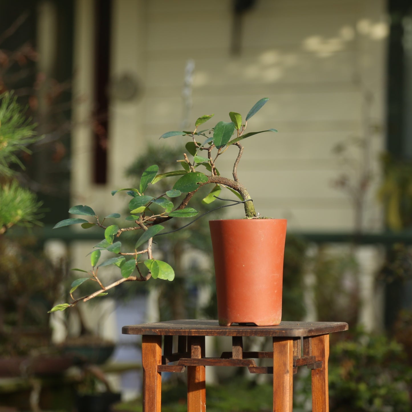 Cascading Ficus indoor bonsai (F009)