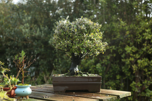 Corokia Bonsai (09262)