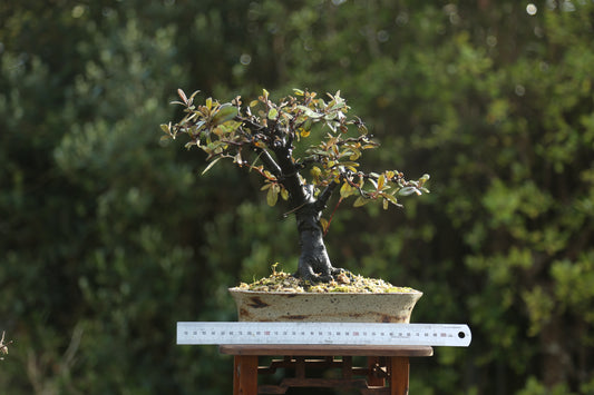 Corokia Bonsai (09261)