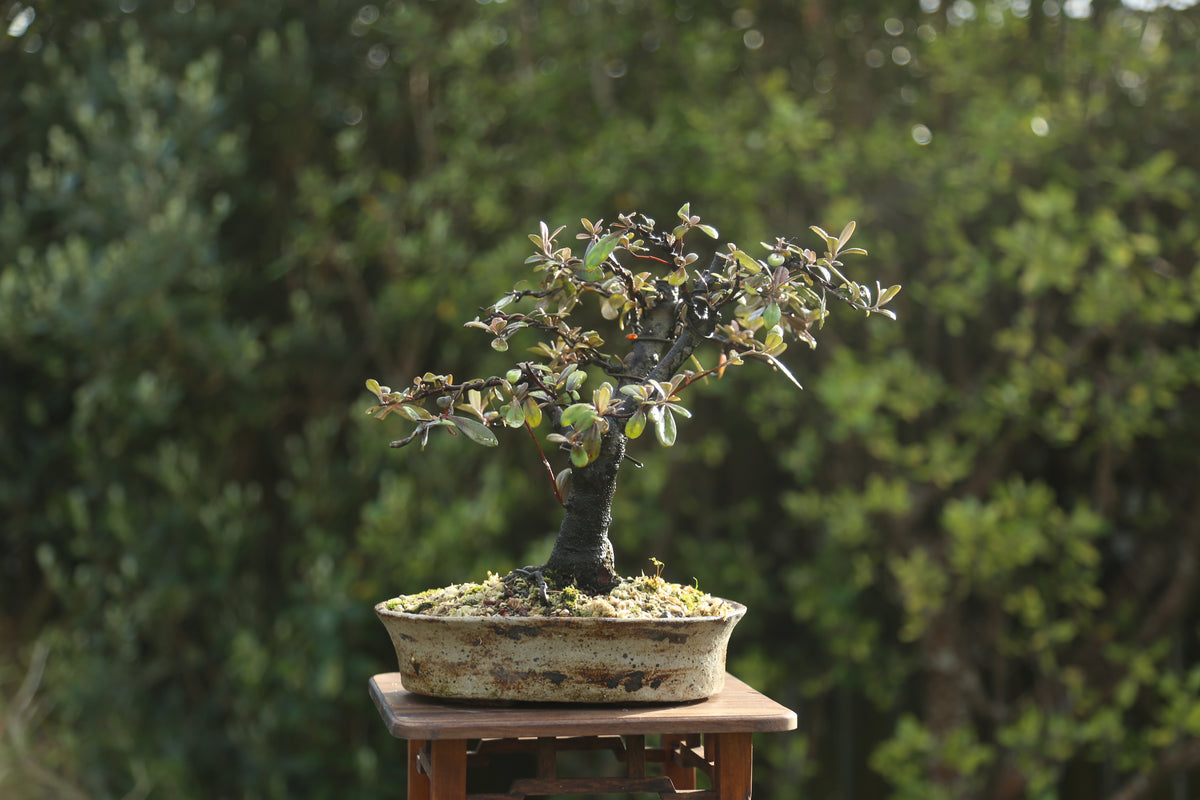 Corokia Bonsai (09261)