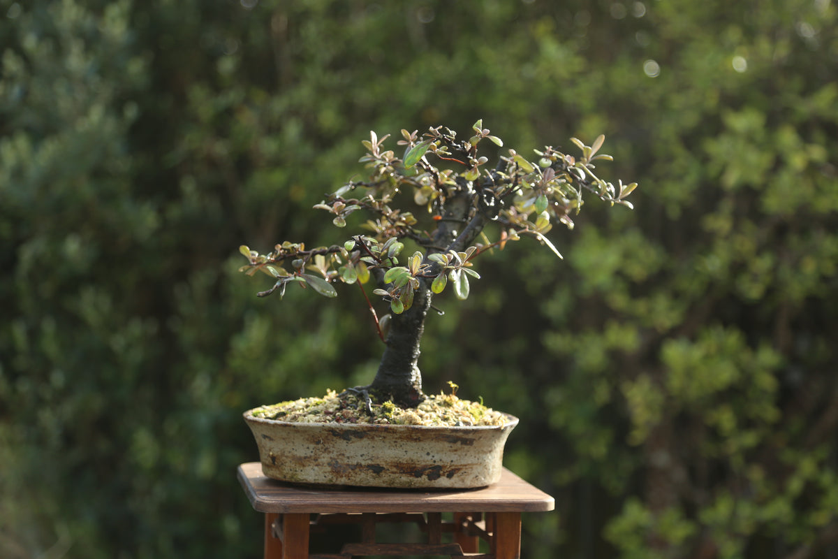 Corokia Bonsai (09261)
