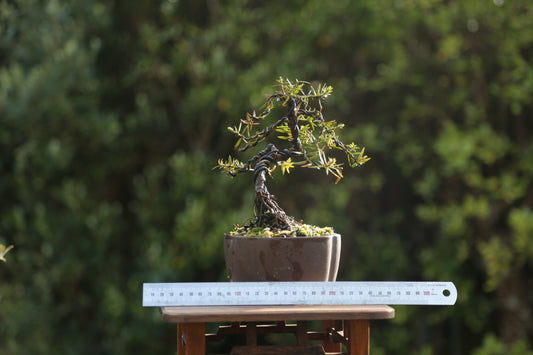 Small Tōtara Bonsai (09266)