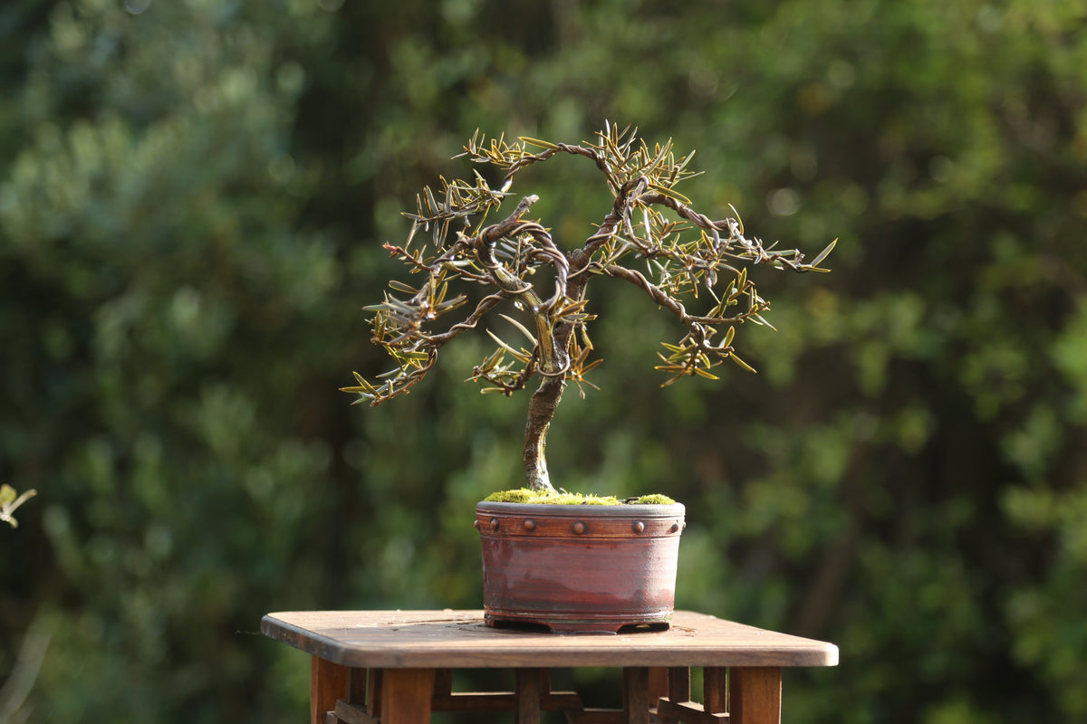 Tōtara Bonsai (09264)