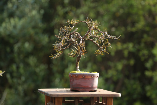 Tōtara Bonsai (09264)