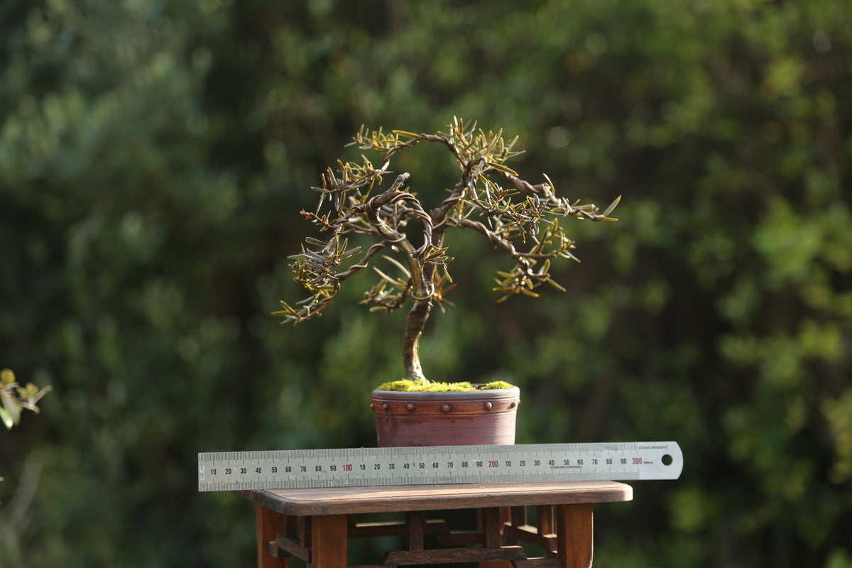 Tōtara Bonsai (09264)