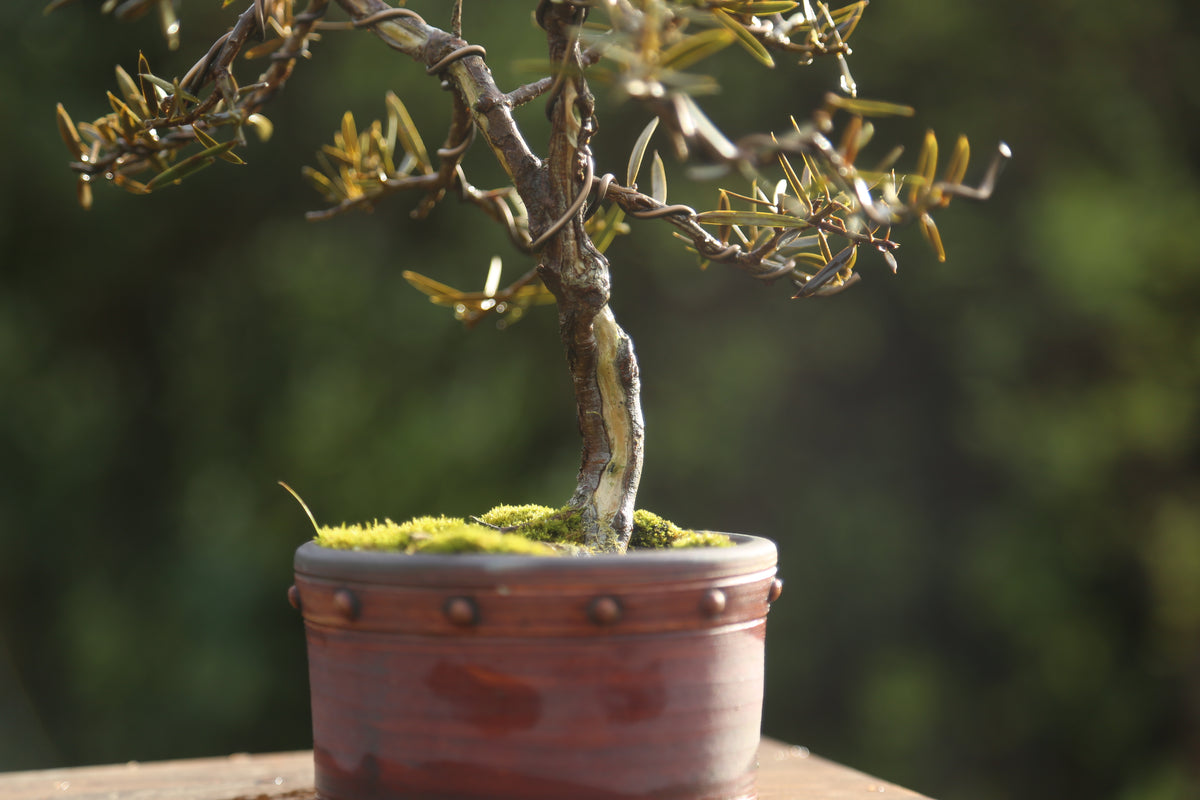 Tōtara Bonsai (09264)