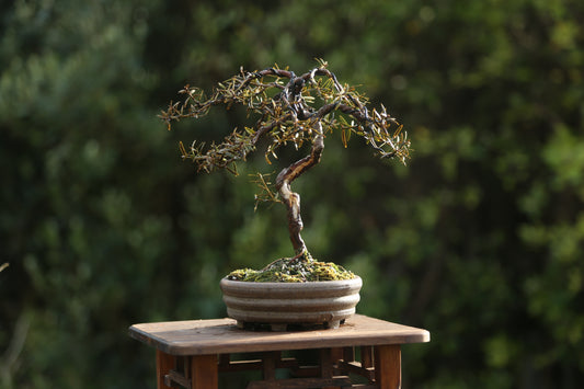 Tōtara Bonsai (09263)