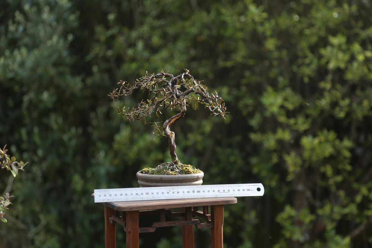 Tōtara Bonsai (09263)