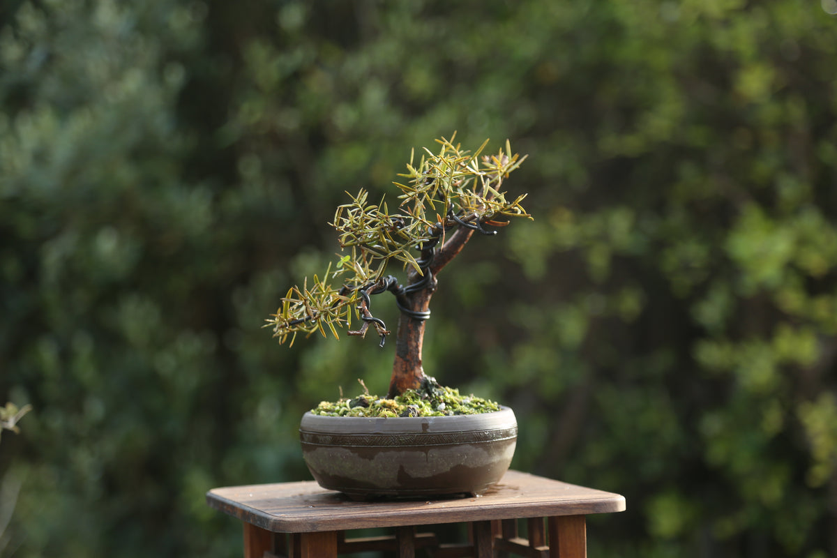 Tōtara Bonsai (09265)