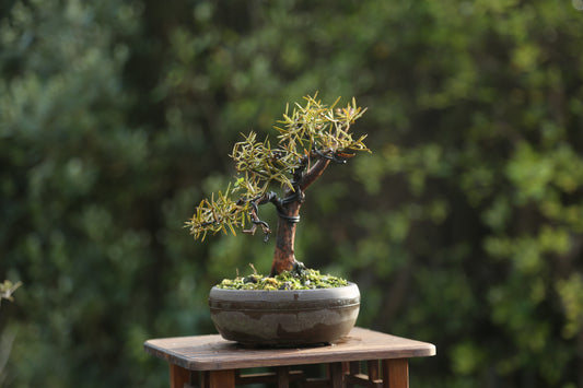 Tōtara Bonsai (09265)
