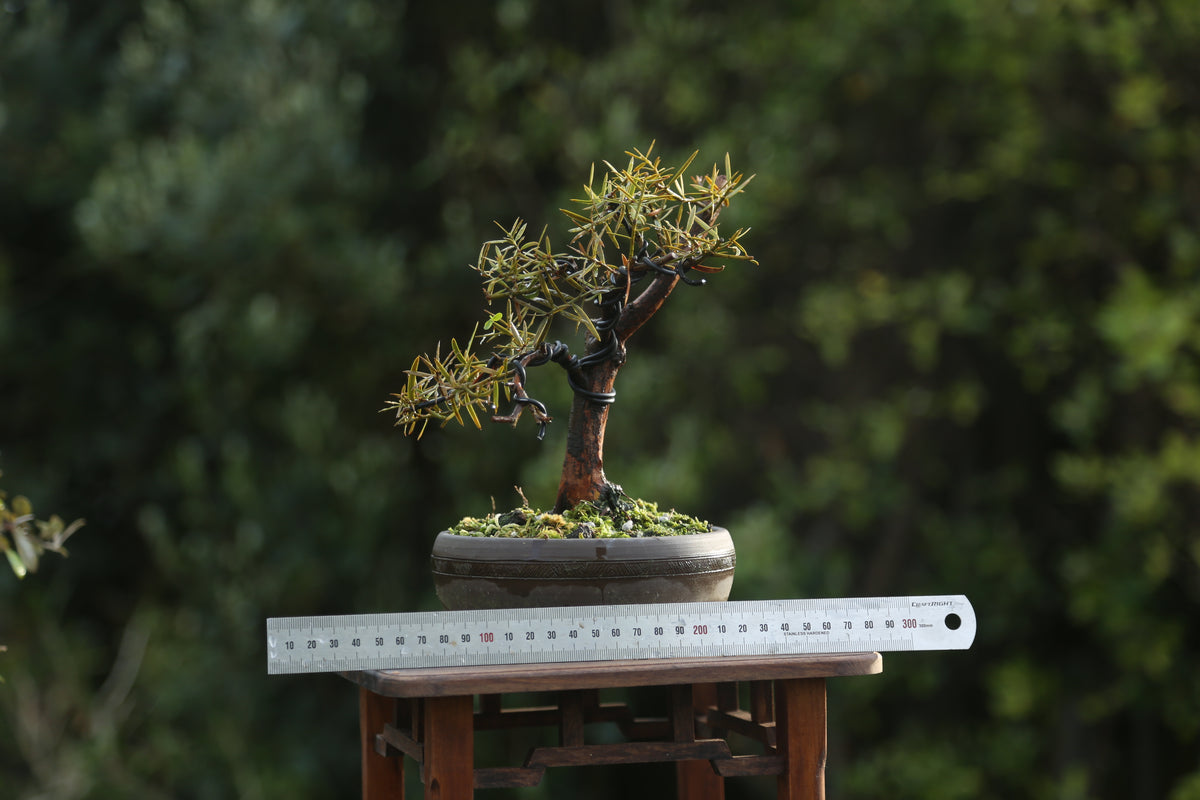 Tōtara Bonsai (09265)