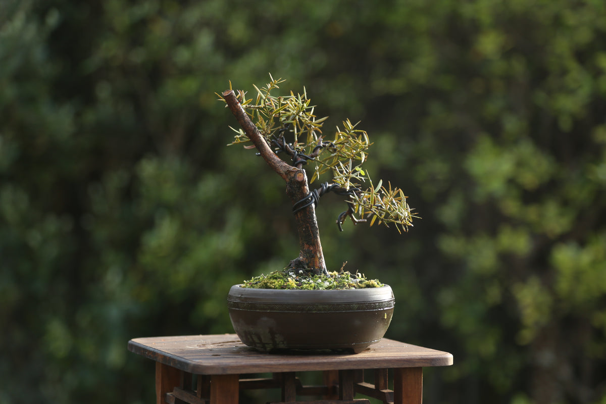 Tōtara Bonsai (09265)