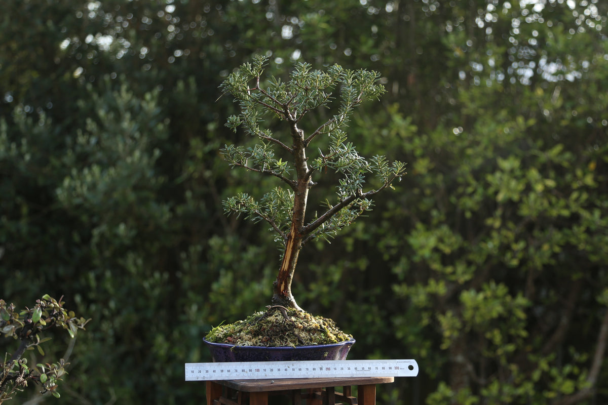 Blue Tōtara Bonsai