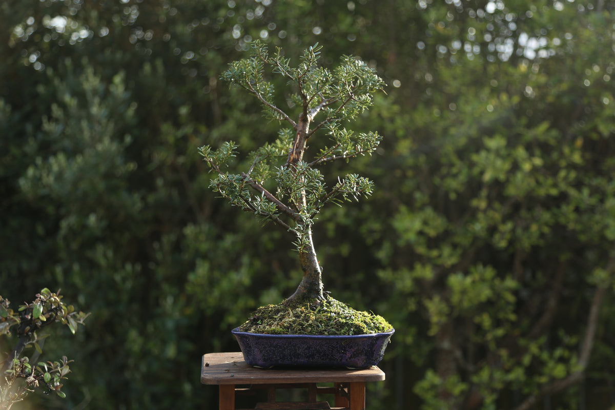 Blue Tōtara Bonsai