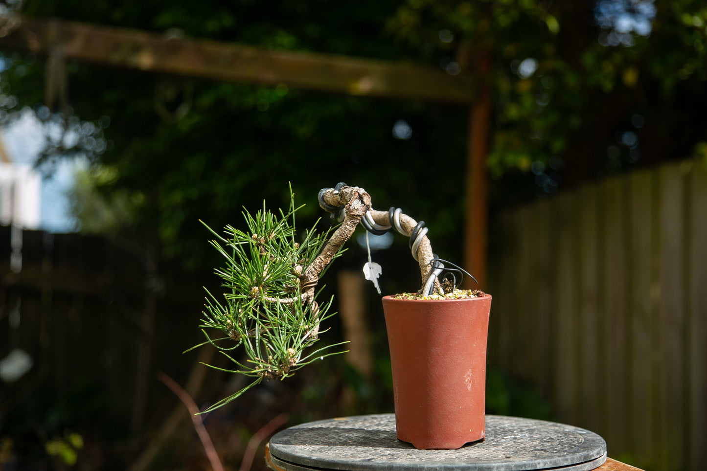 Japanese Black Pine Bonsai (JBP012)