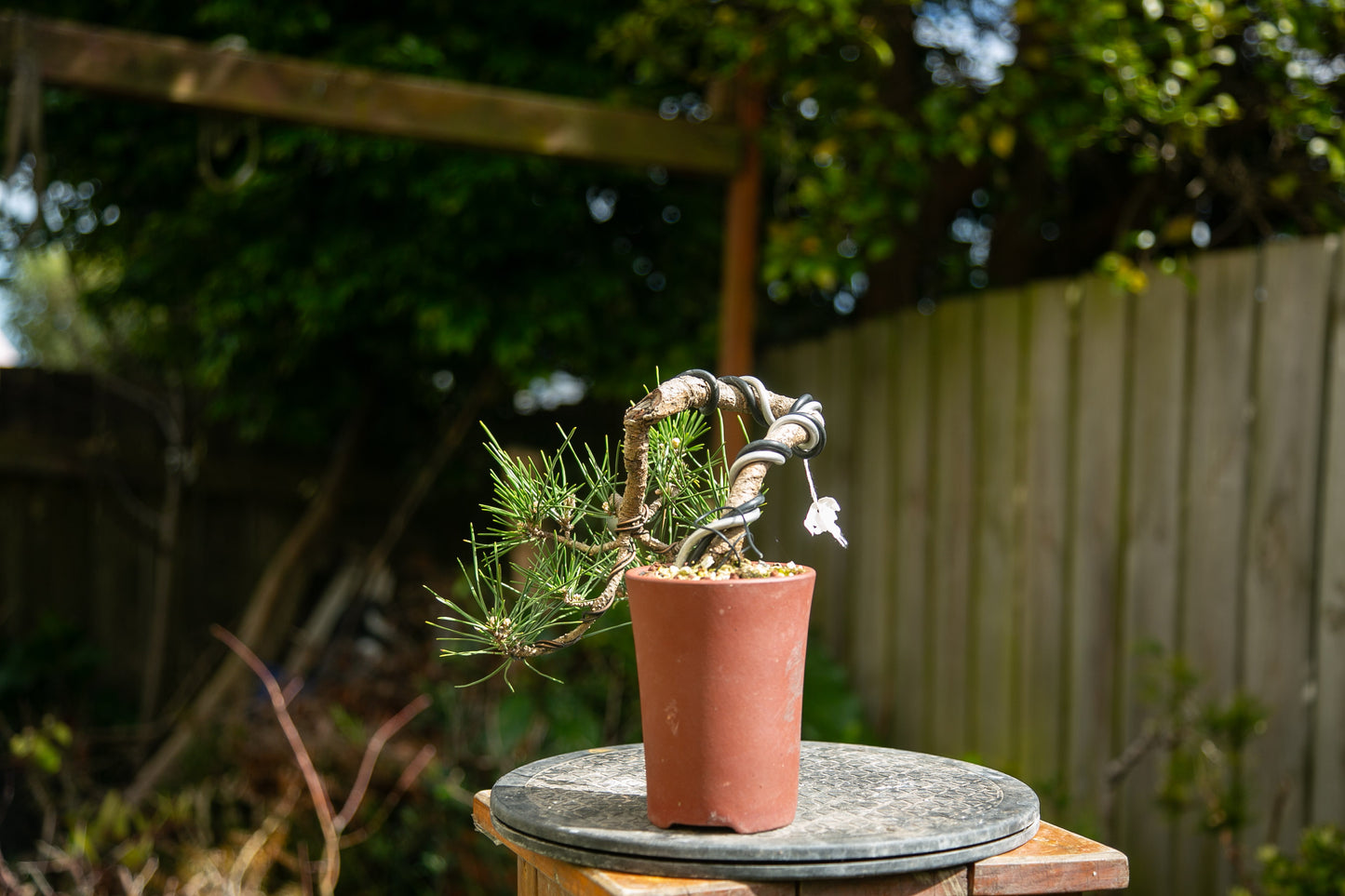 Japanese Black Pine Bonsai (JBP012)