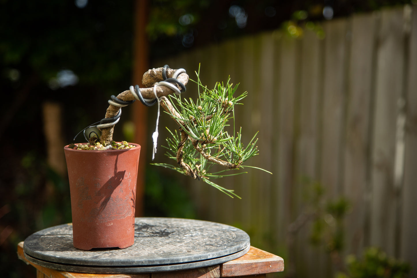 Japanese Black Pine Bonsai (JBP012)