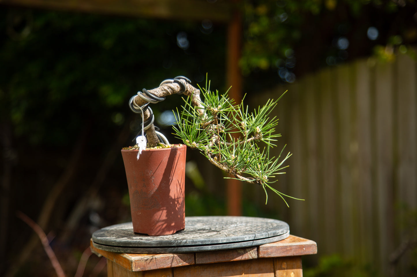 Japanese Black Pine Bonsai (JBP012)