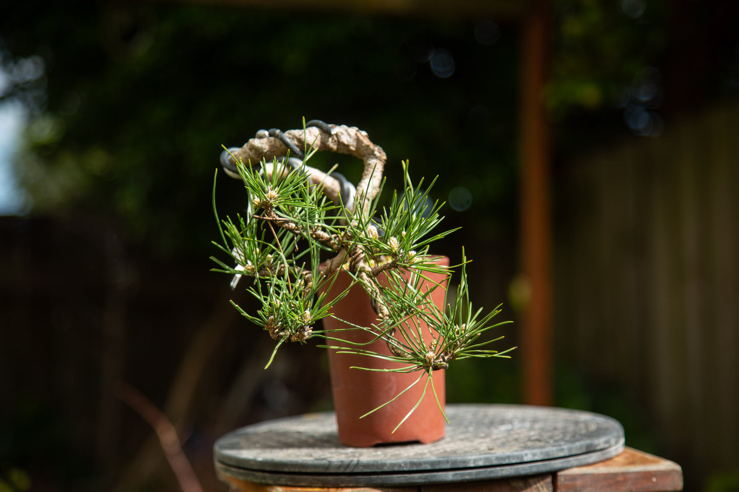 Japanese Black Pine Bonsai (JBP012)