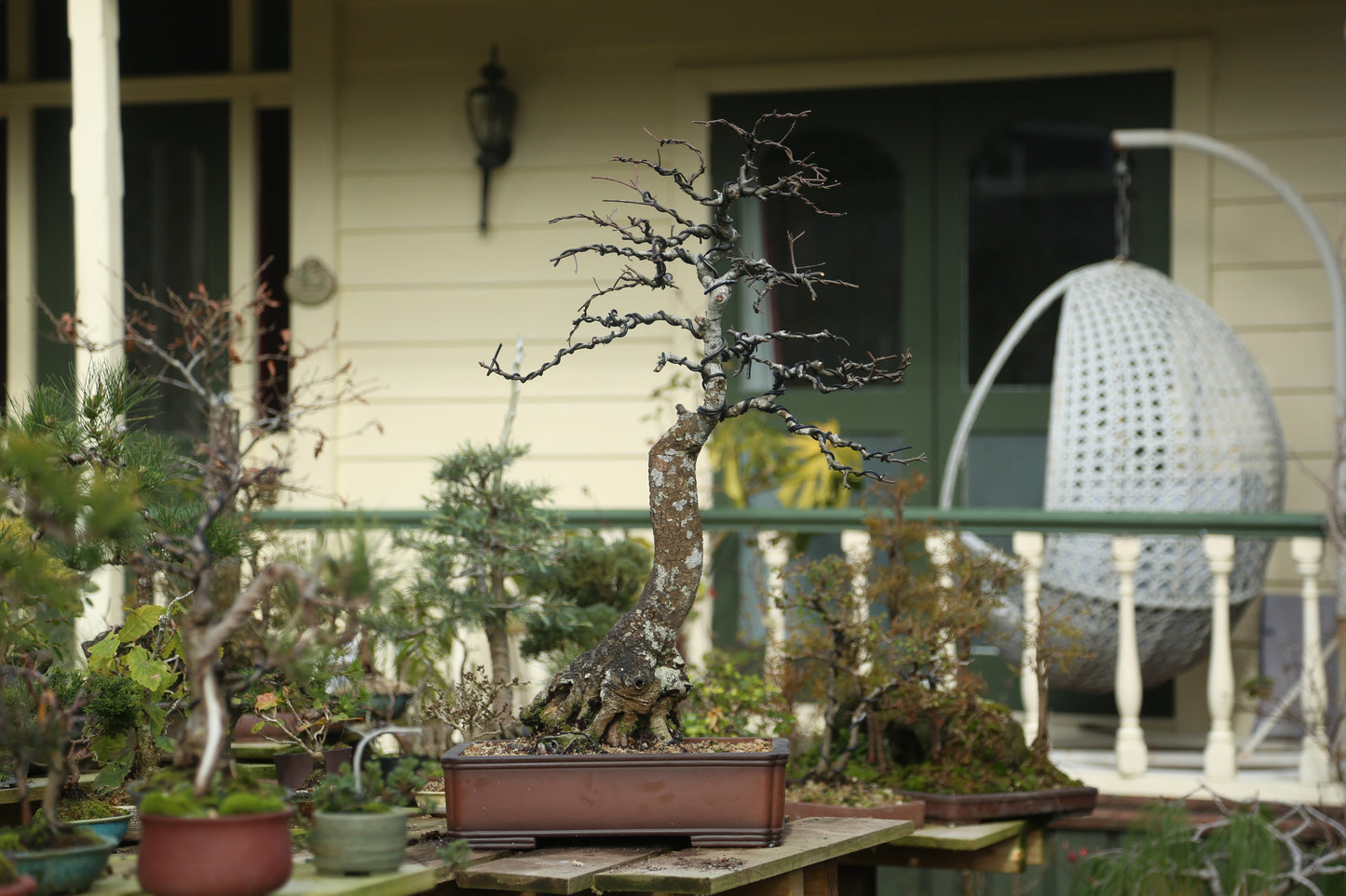 Very large Oak Bonsai