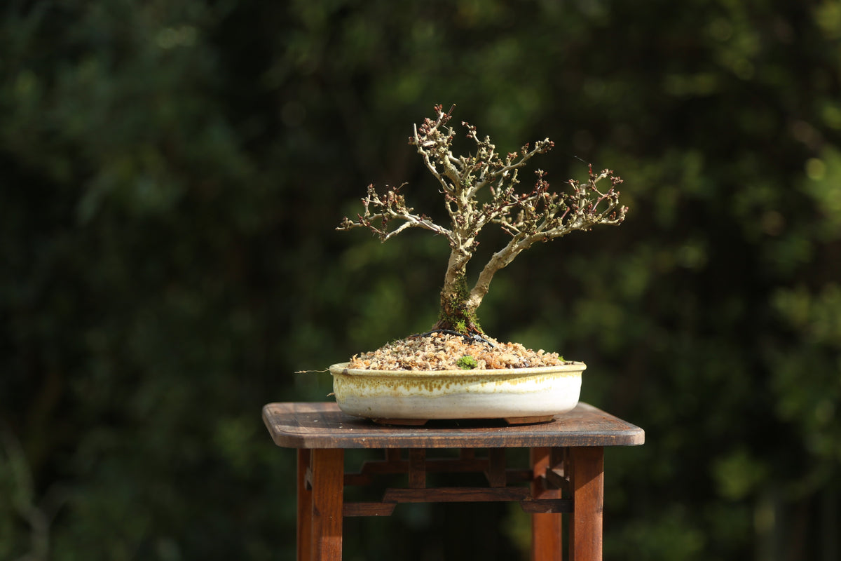 Berberis in NZ made Ceramic (BE001)