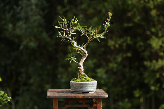 Bottlebrush Bonsai in NZ Ceramic (BB004)