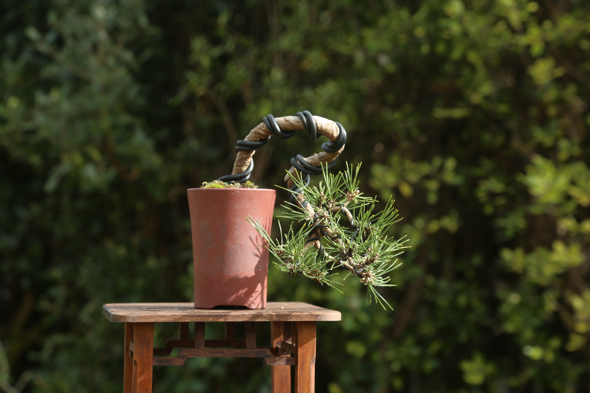 Japanese Black Pine Bonsai (JBP012)