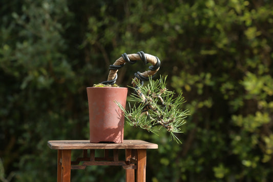 Japanese Black Pine Bonsai (JBP012)