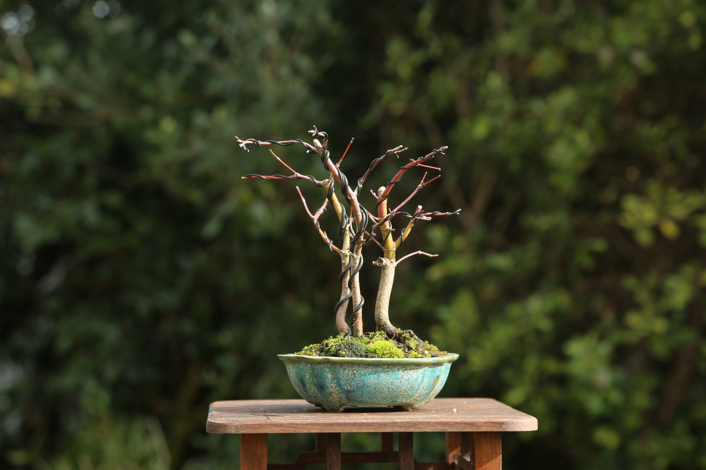 Small Maple Clump
