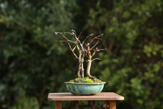 Shonin Maple Clump