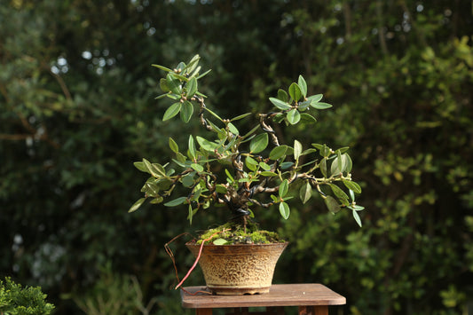 Native Pōhutukawa in NZ made Ceramic
