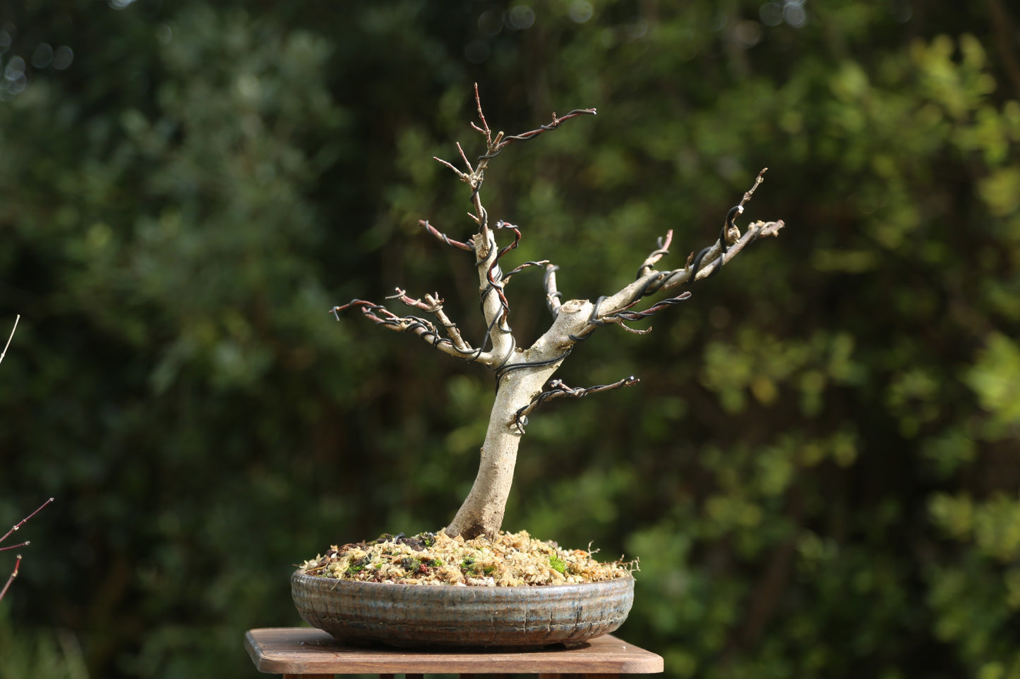 Trident Maple Bonsai