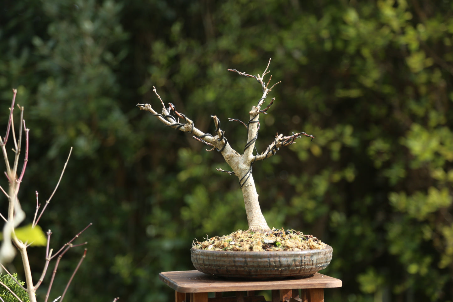 Trident Maple Bonsai