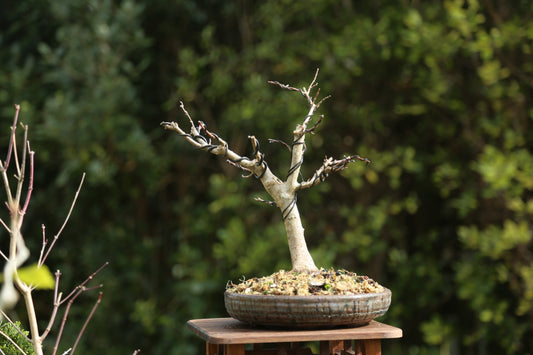 Trident Maple Bonsai