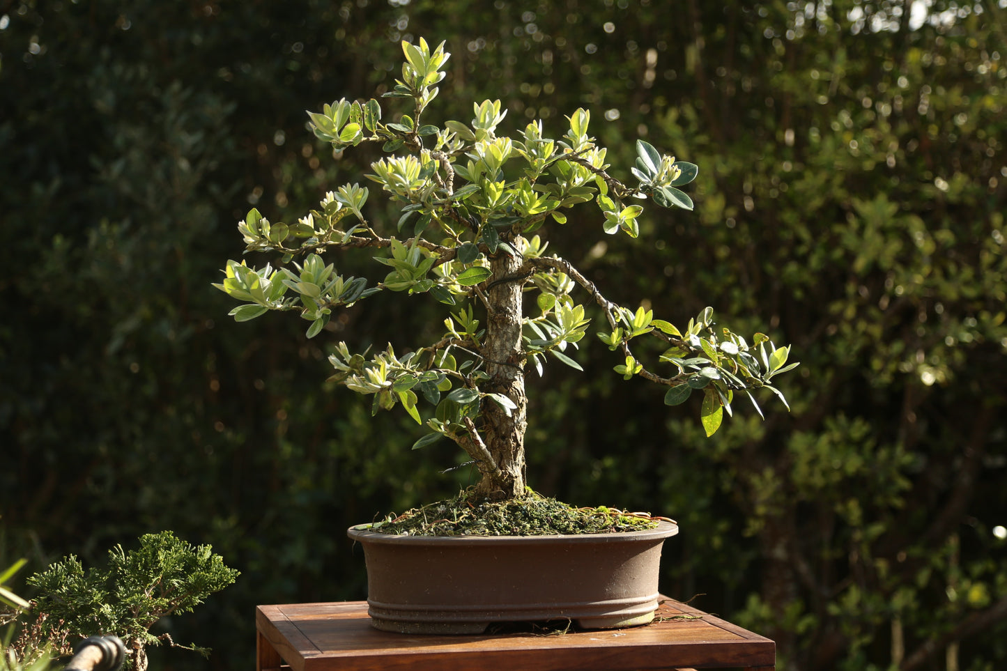 Native Pōhutukawa 002