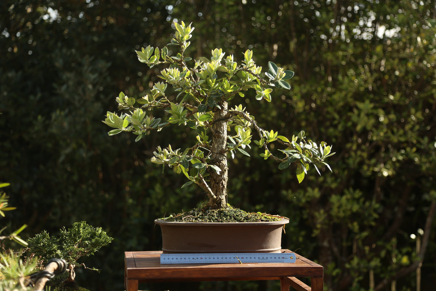 Native Pōhutukawa 002