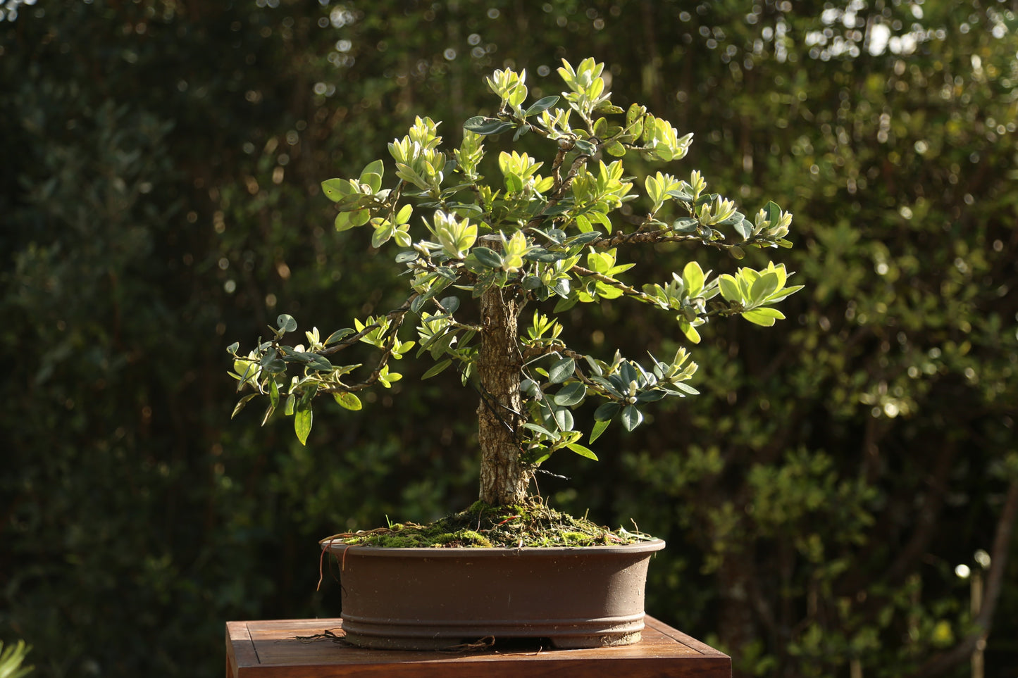 Native Pōhutukawa 002