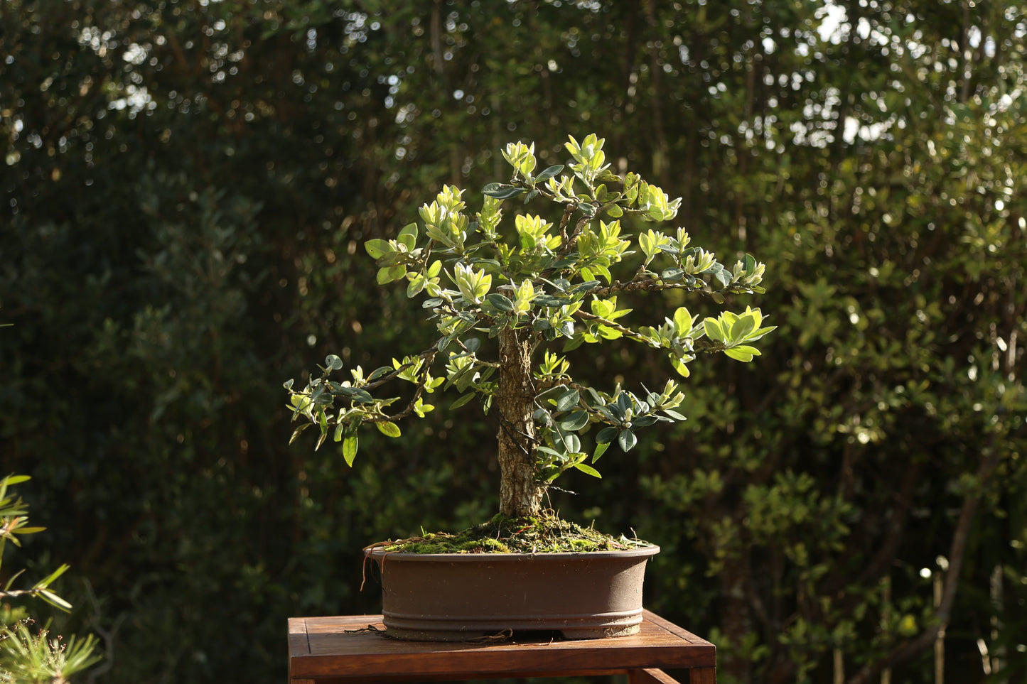 Native Pōhutukawa 002