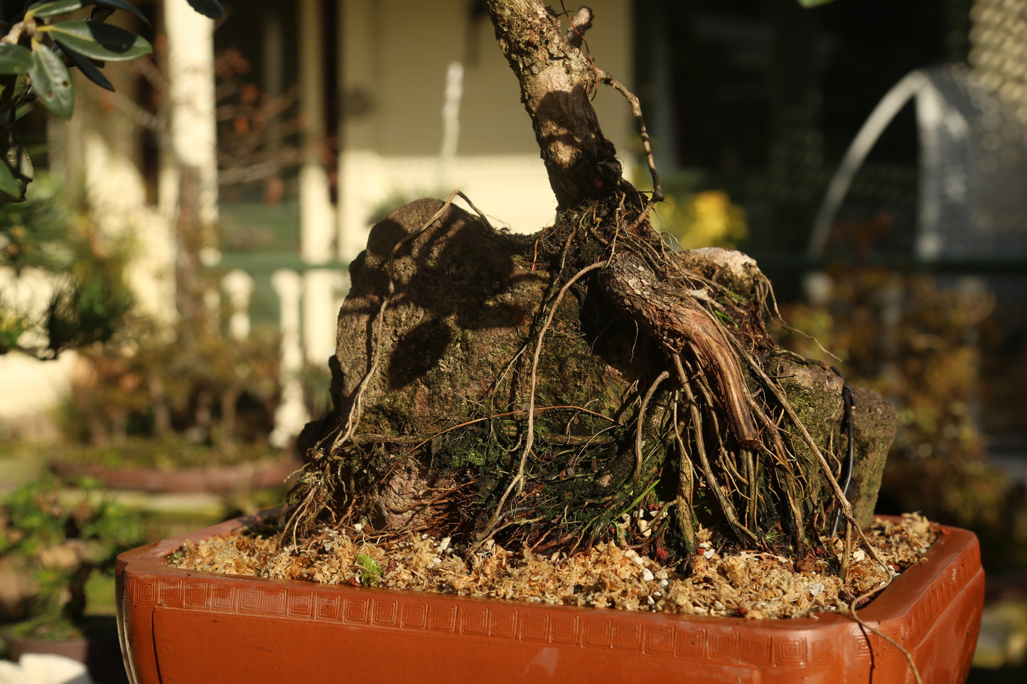 Large root over rock Pōhutukawa (RRP006)