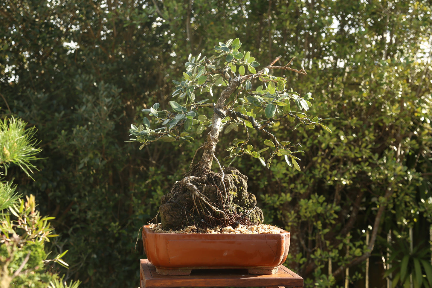 Large root over rock Pōhutukawa (RRP006)