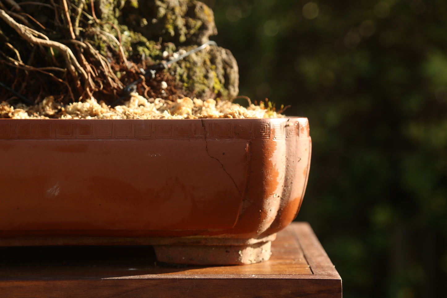 Large root over rock Pōhutukawa (RRP006)
