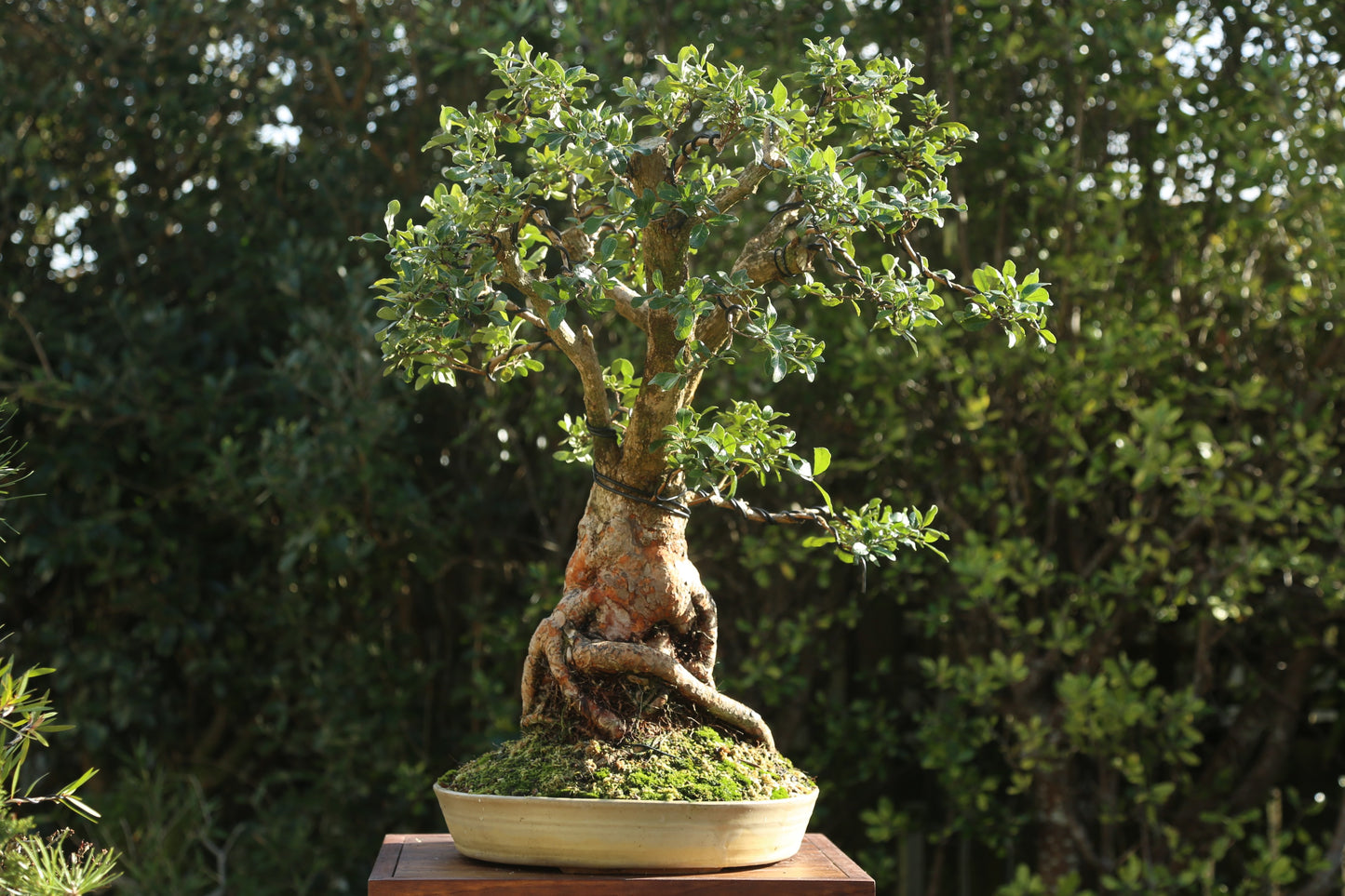 Large Small-leaf Feijoa Bonsai